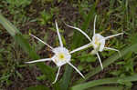 Spring spiderlily